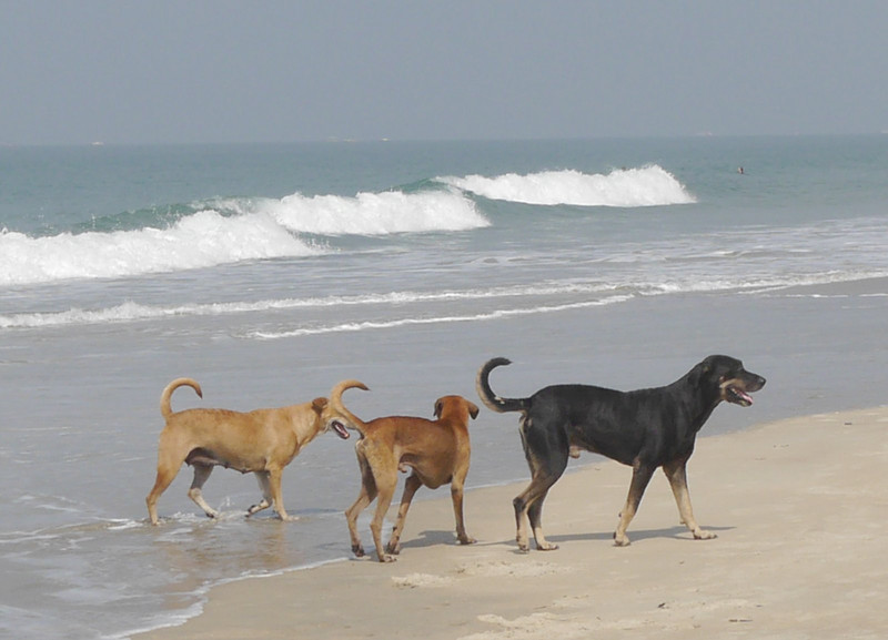 South Goa beach dogs