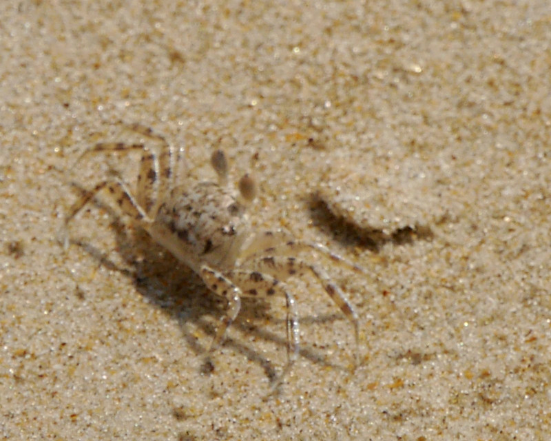 South Goa beach crab. They scurry along and vanish into the tiny holes in the sand.