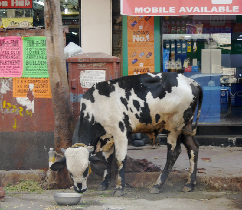 Well if you have a cow you have to keep it somewhere even in Mumbai and at least it was mobile