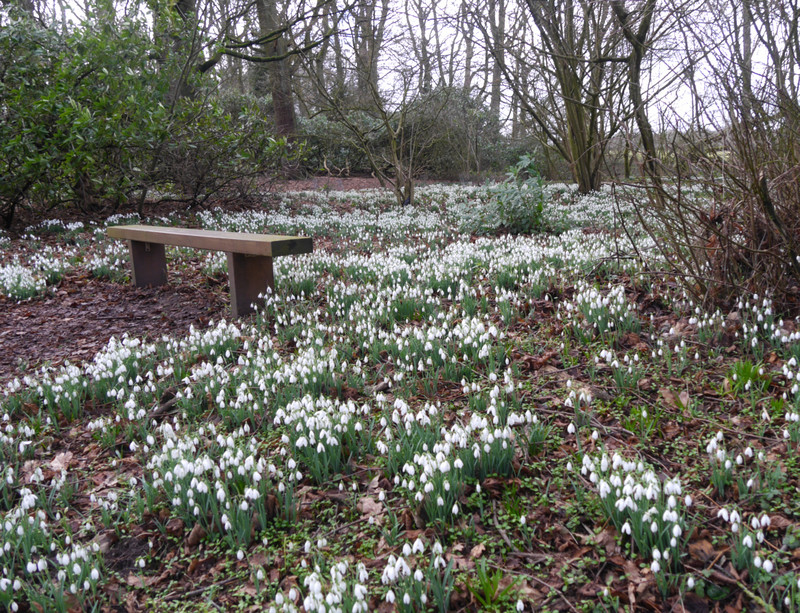 220209 Rode Hall snowdrops (57)