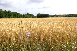 Golden Grain in Denmark