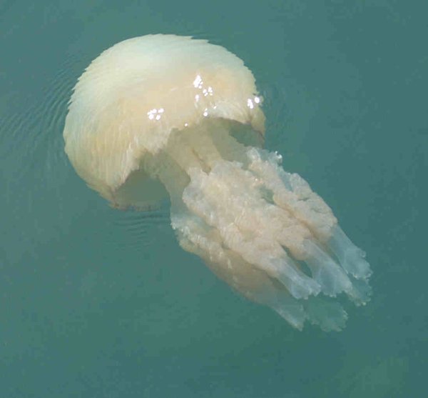 Eek - an enormous jellyfish