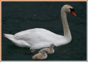 Daddy swan and two cygnets