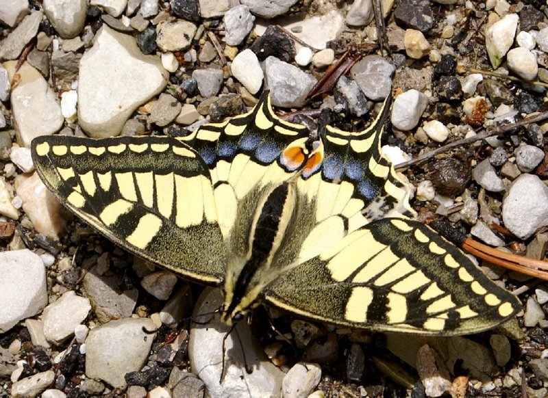 Posing moth