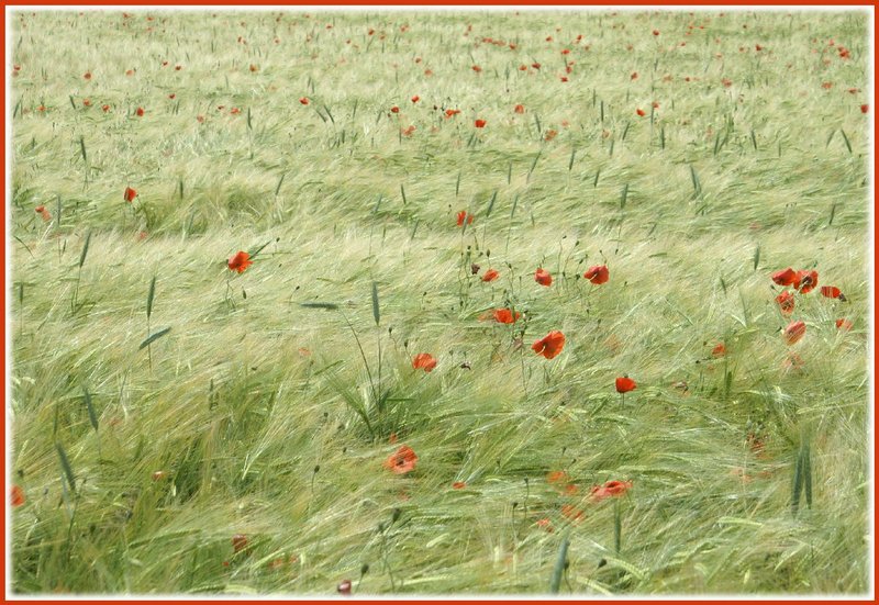 Poppies and ripening wheat