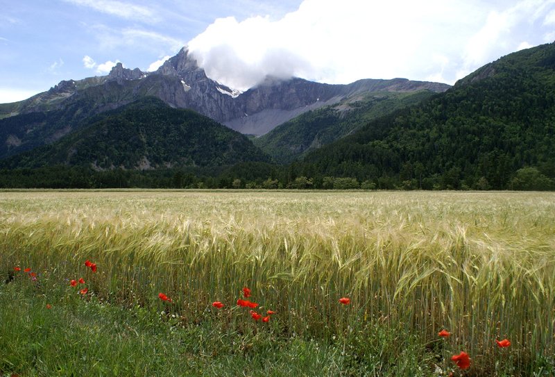 Fields of grain and poppies and then mountains. Loved this view.