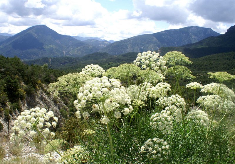 Alpine Floral display 