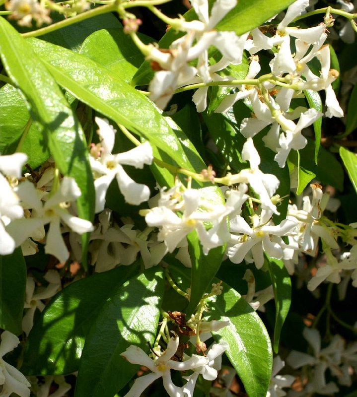Just smell that jasmine. The scent is everywhere round here