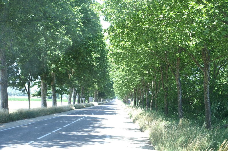 Typical tree-lined street on outskirts of Aix
