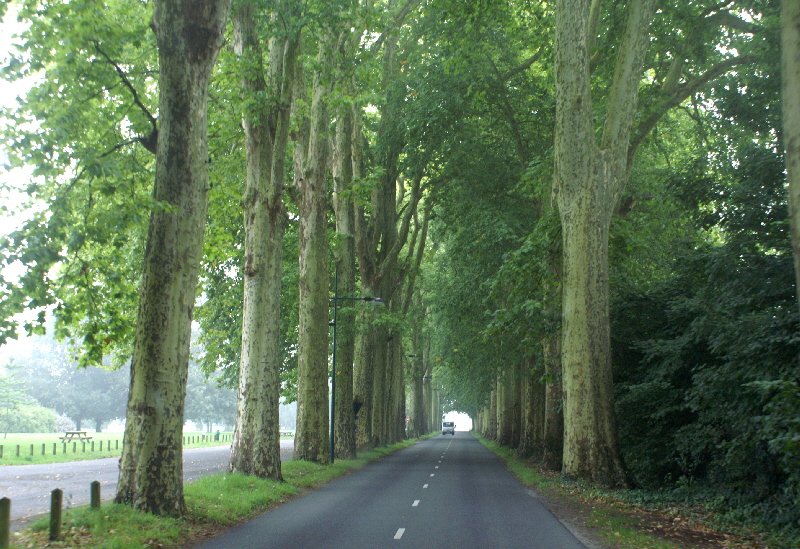 Oh so French the way the trees line the road through the Vendee