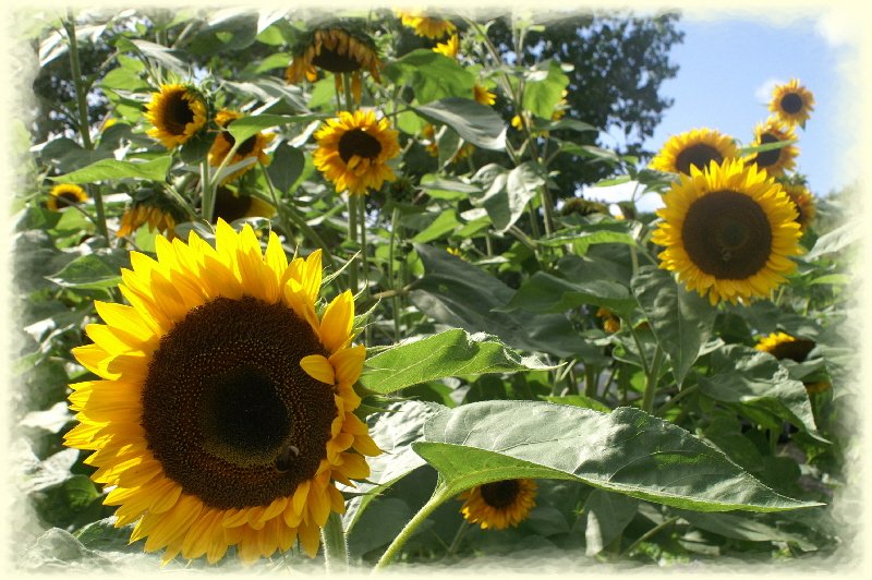 Giant sunflowers and bees
