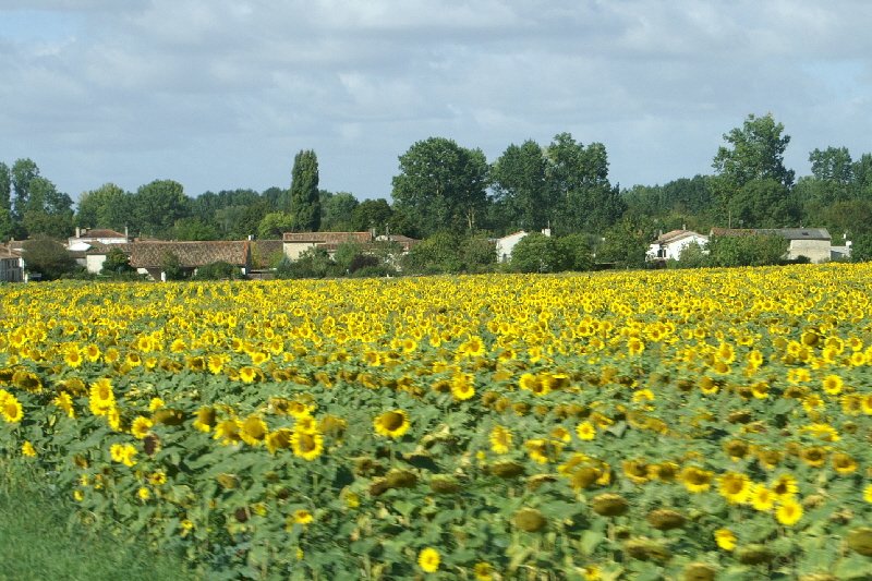 Fields full of sunflowers 
