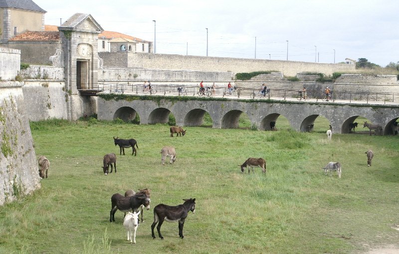 Ile de Re donkeys outside St-Martin-de-Re
