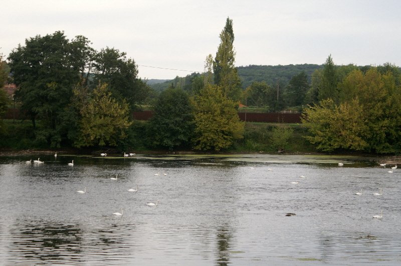 At one point the Dordogne was absolutely full of swans. Hundreds of them..