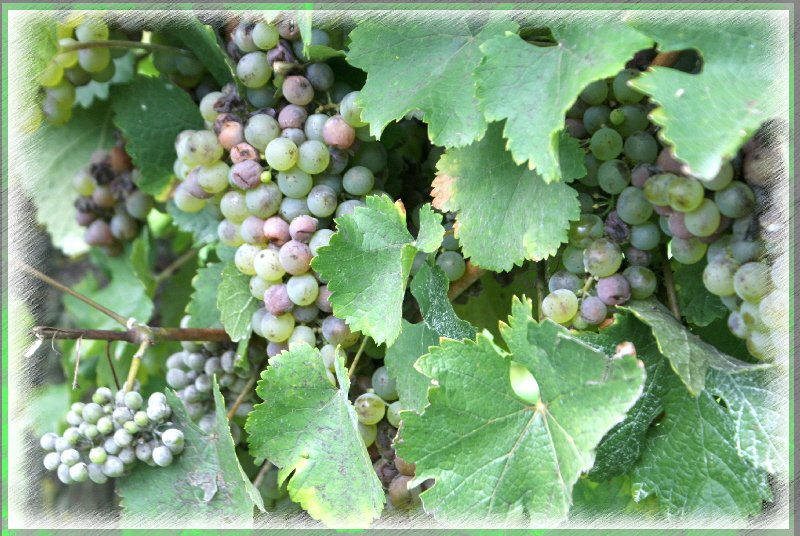 grapes destined to become Château de Brézé wine