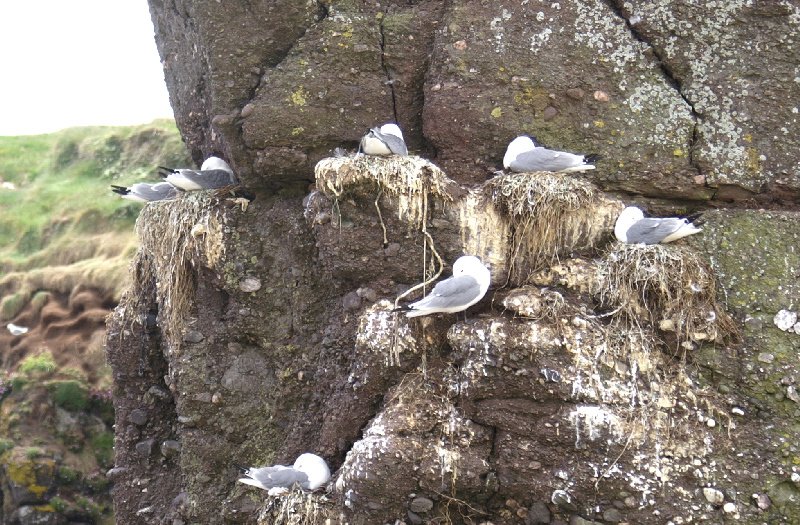 Gulls nesting on tiny ledges on the rocks.  