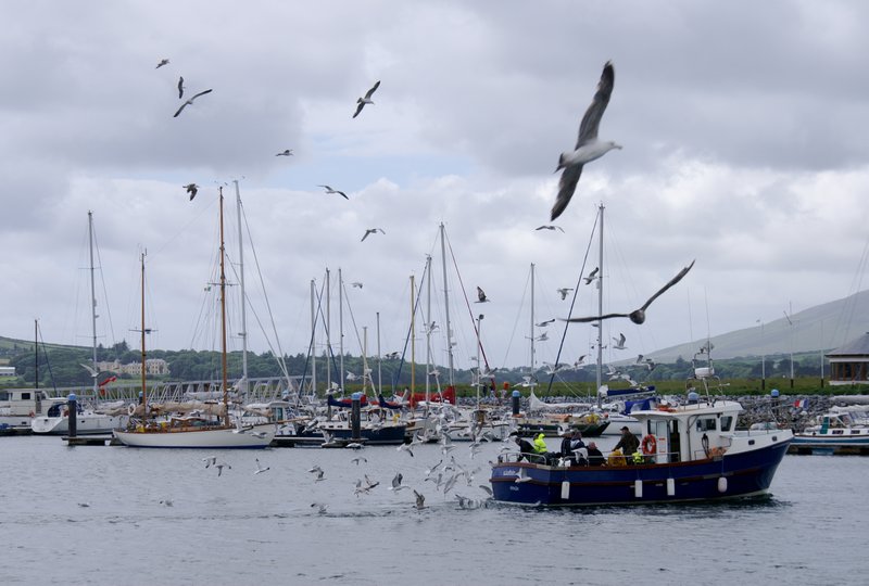 Dingle Bay - a fishing boat coming in followed by a flock of gulls