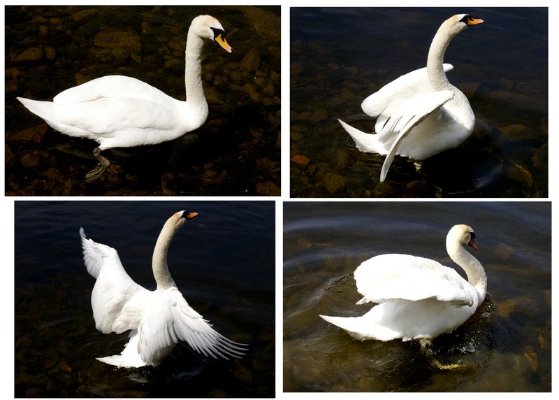 The mother swan kindly gave a wing display