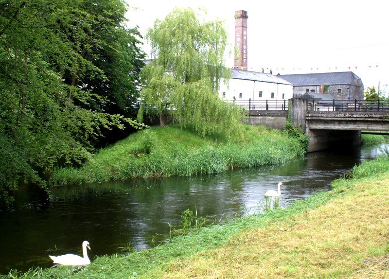 Swans at Kilbeggan