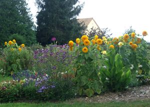 Exuberant plantings and such massive flowers. Dahlias or sunflowers - not sure