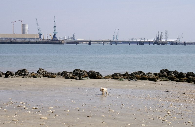 Looking across to La Rochelle. That dog is not a dog, can't be a dog as there is a notice saying no dogs on the beach until after 30th Septembre