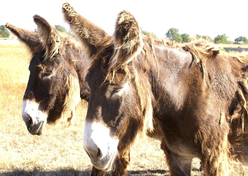  Ile de Ré Donkeys - I asked them to smile or say fromage but they refused