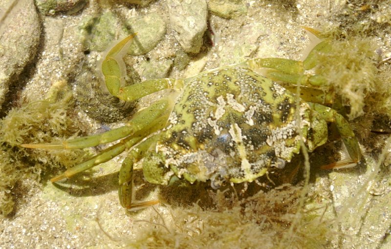 A camouflaged little crab with green legs in the shallow waters at Loix