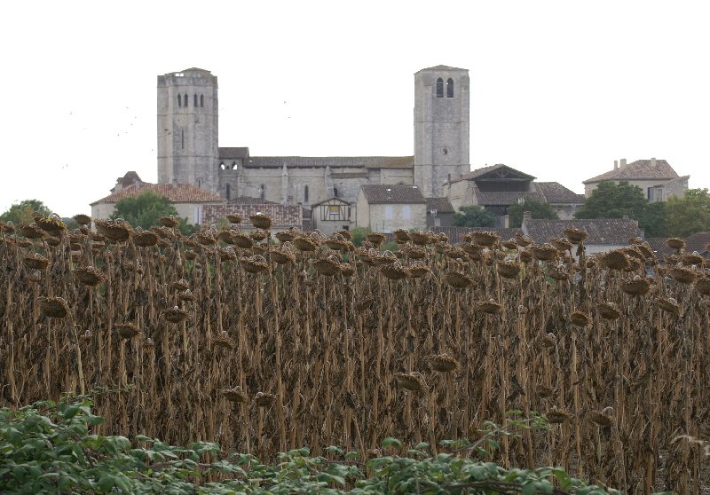 The high twin towered church of La Romieu  behind a sea of sunflowers