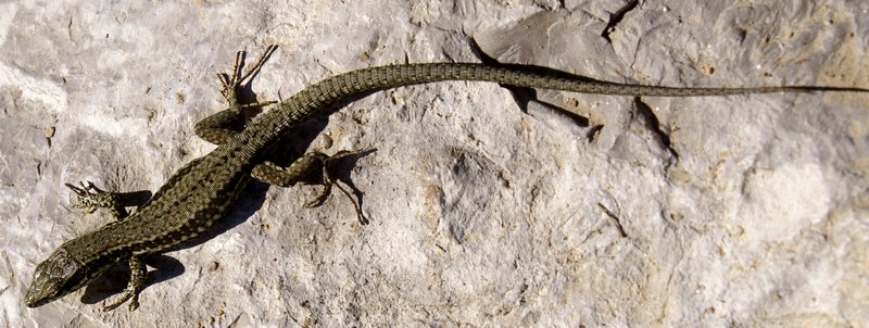 Larger than life. You can tell how warm it is when lizards run across the rocks