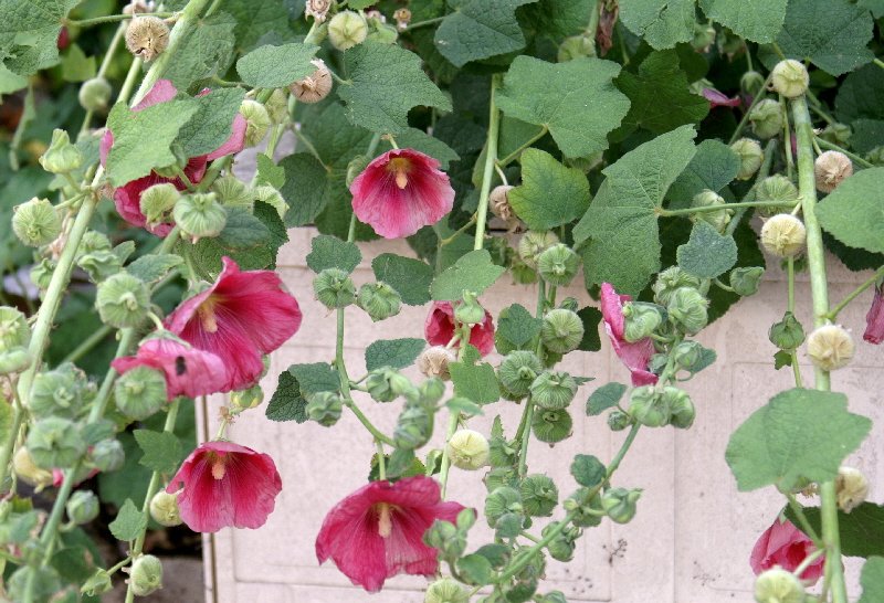 The last hollyhocks of the year - the wind had blown this one down