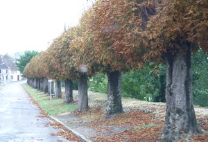 Autumn on its way to the Loire valley