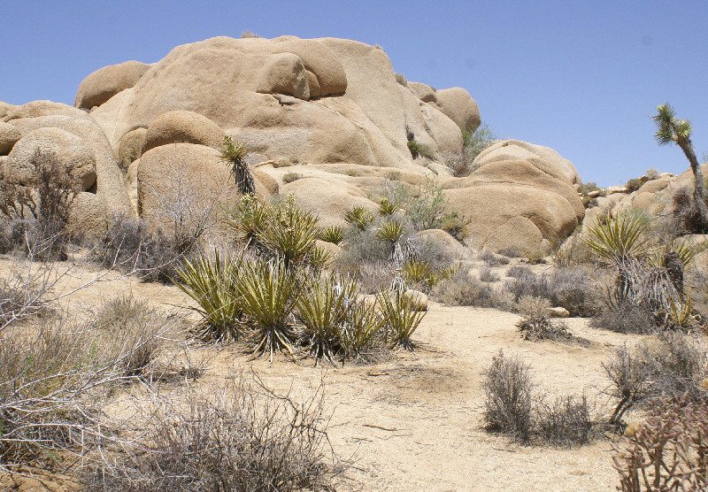 Wonderful rock formations in the Joshua Tree National Park 