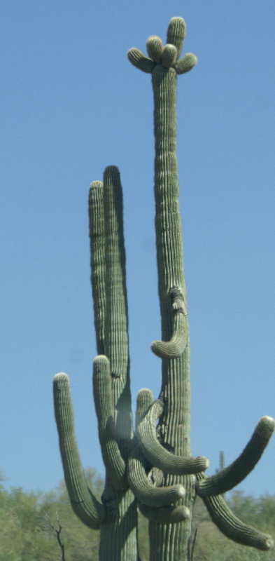 An Arizona cactus  - posing for me