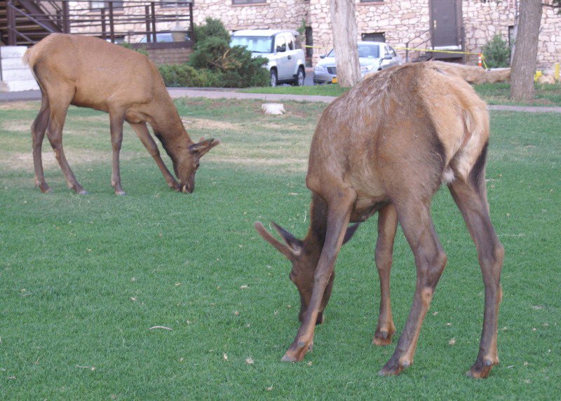 Magic - deer grazing on the rim of the Grand Canyon 