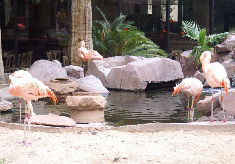 Yes there really are real pink flamingos in the grounds of the Pink Flamingo hotel. Also swans and pelicans !