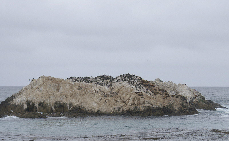 Bird Rock on 17 mile drive. The birds are on the left (pelicans far left then cormorants) then harbour seals all across the right.