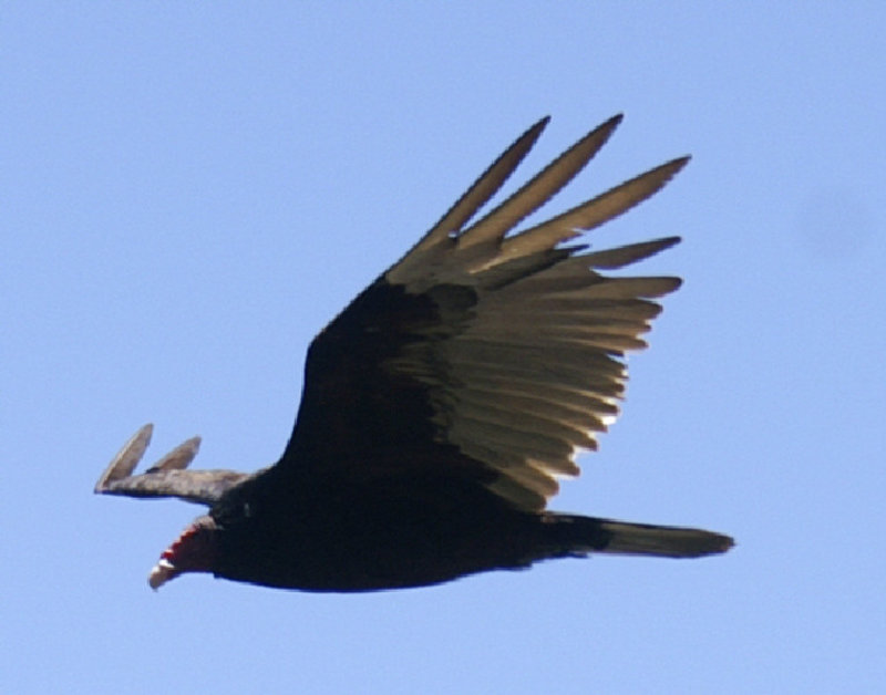 Turkey Vulture (note the dark V underside)
