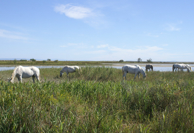 white horses of the Camargue