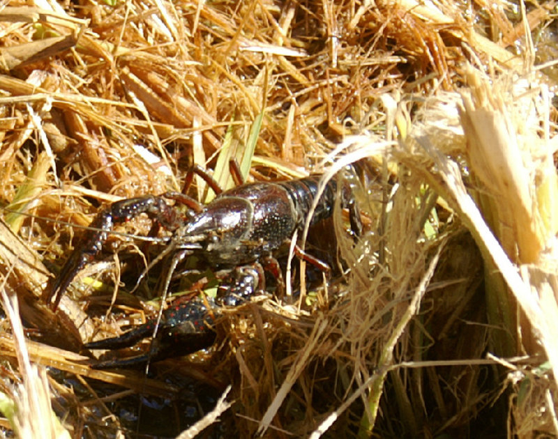 A Crayfish - not what we expected to find creeping about by the side of the road I must admit