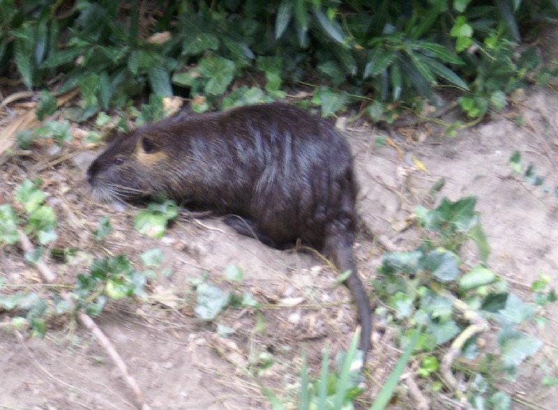 A Coypu which lives in the little stream at the entrance to our campsite. 