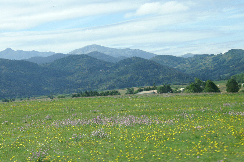 A flower filled meadow on the Sault plateau