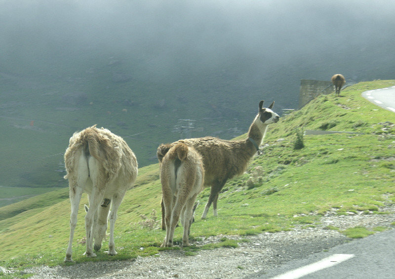 We expected to see cows, sheep, horses, donkeys even on the Col de Tournalet. Llamas were a surprise.