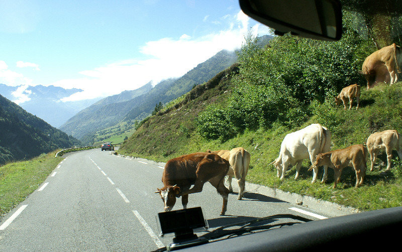 oh and cows.