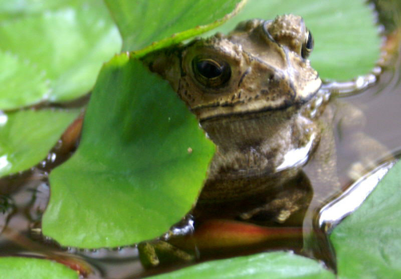 Resident Toad