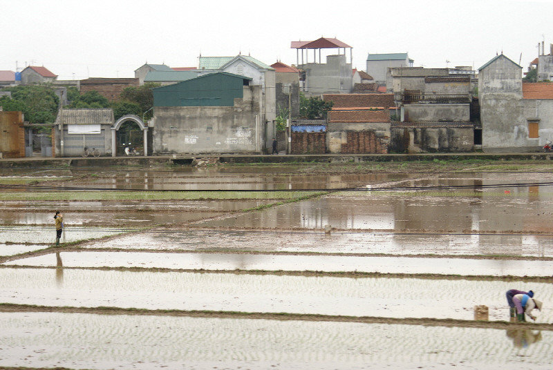 Very wet and muddy looking paddy fields