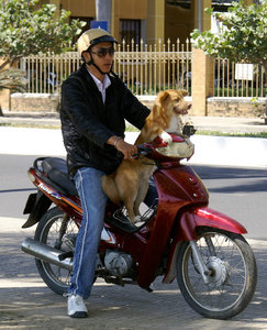 Dog driving a Scooter