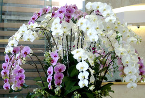 Orchids in our hotel foyer