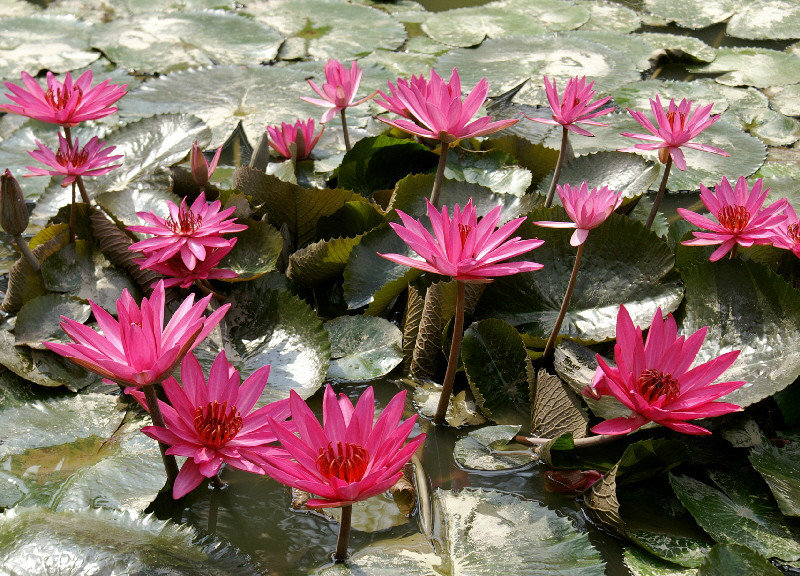 Water Lilies. Lovely.