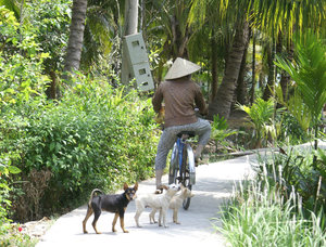 Cyclist in traditional clothing while i wondered if those 3 little dogs were going to bite or just bark
