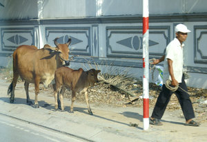 Taking his cow and calf for a little walk along the busy road